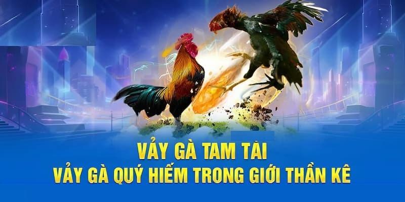 Thường xuyên kiểm tra sức khỏe cho chiến kê